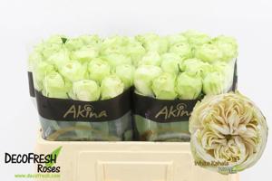 10x Rosa white kahala-bb 50cm