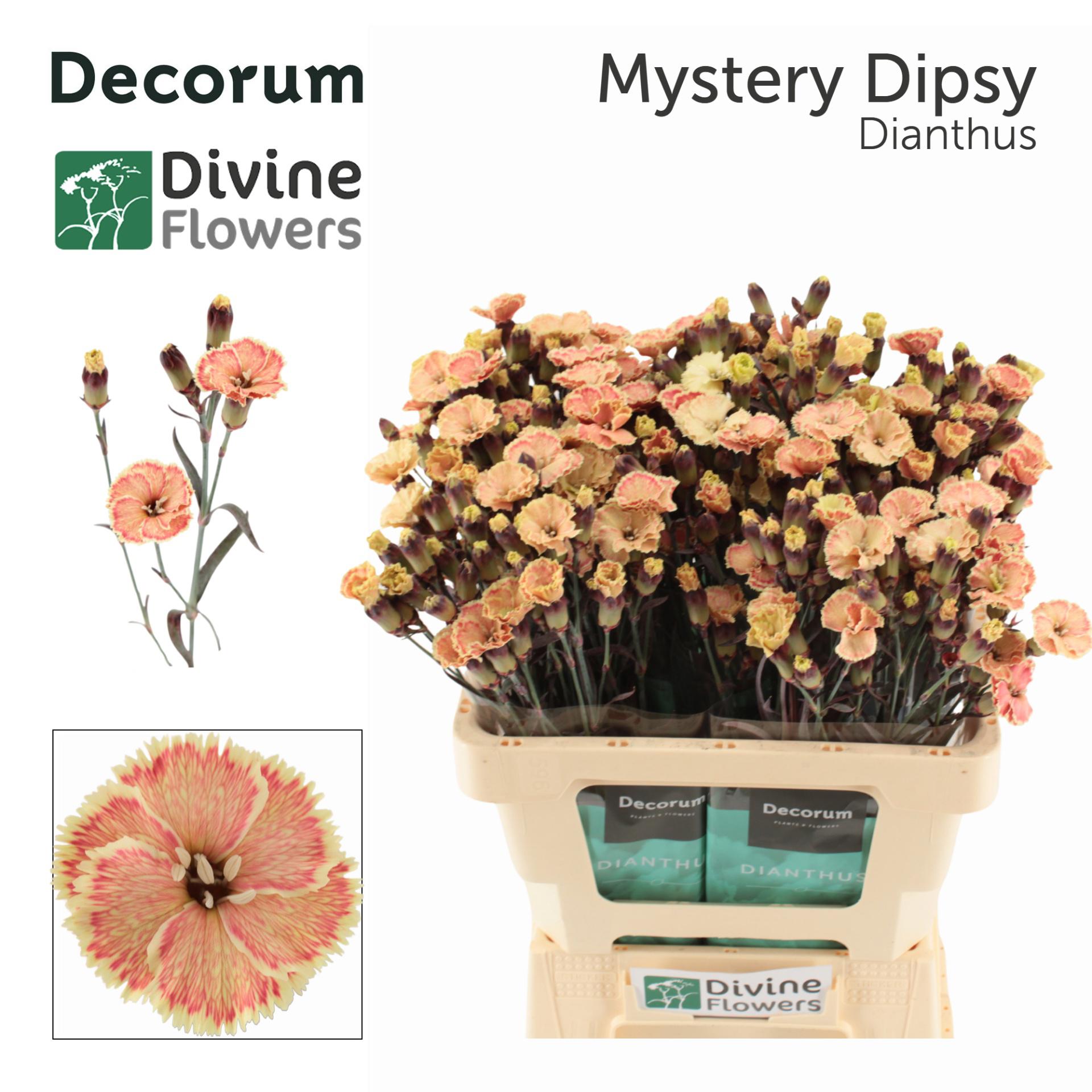 20x Dian.tr. solomio mystery dipsy 60cm