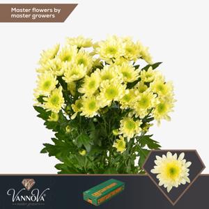5x Chrysant radost cream 70cm