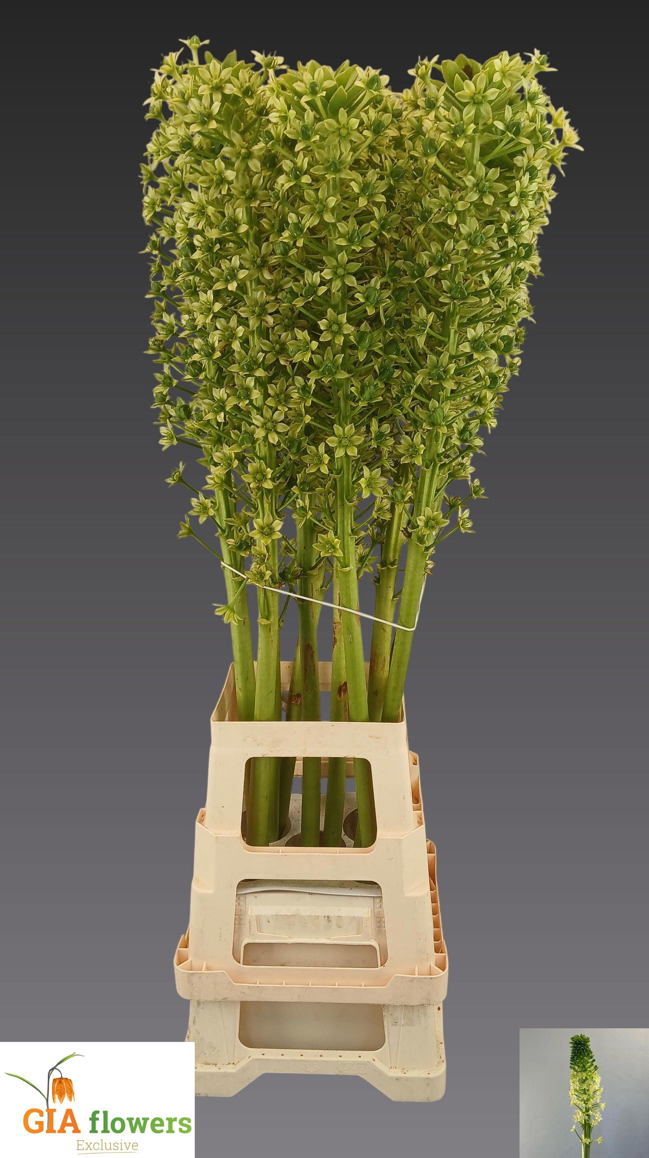 10x Eucomis goliath 80cm