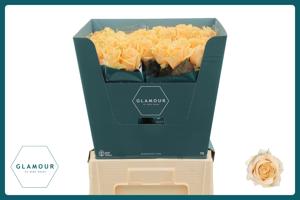 10x Rosa avalanche peach+ 70cm