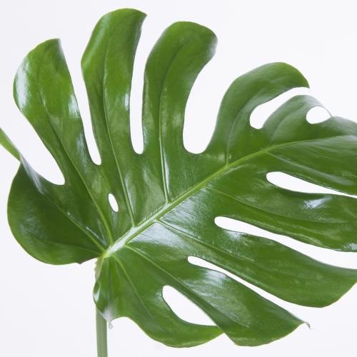 10x Sg monstera blad 40cm