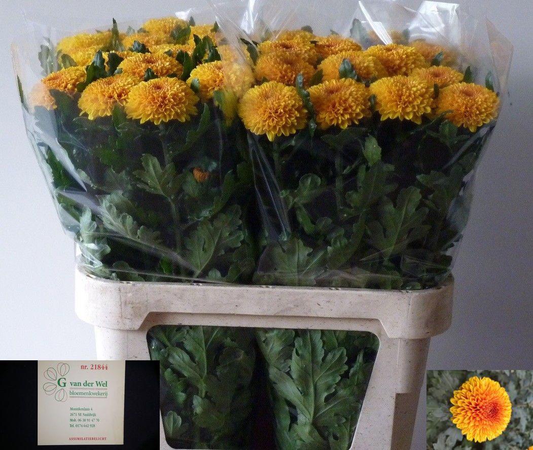 10x Chrysant paladov 80cm