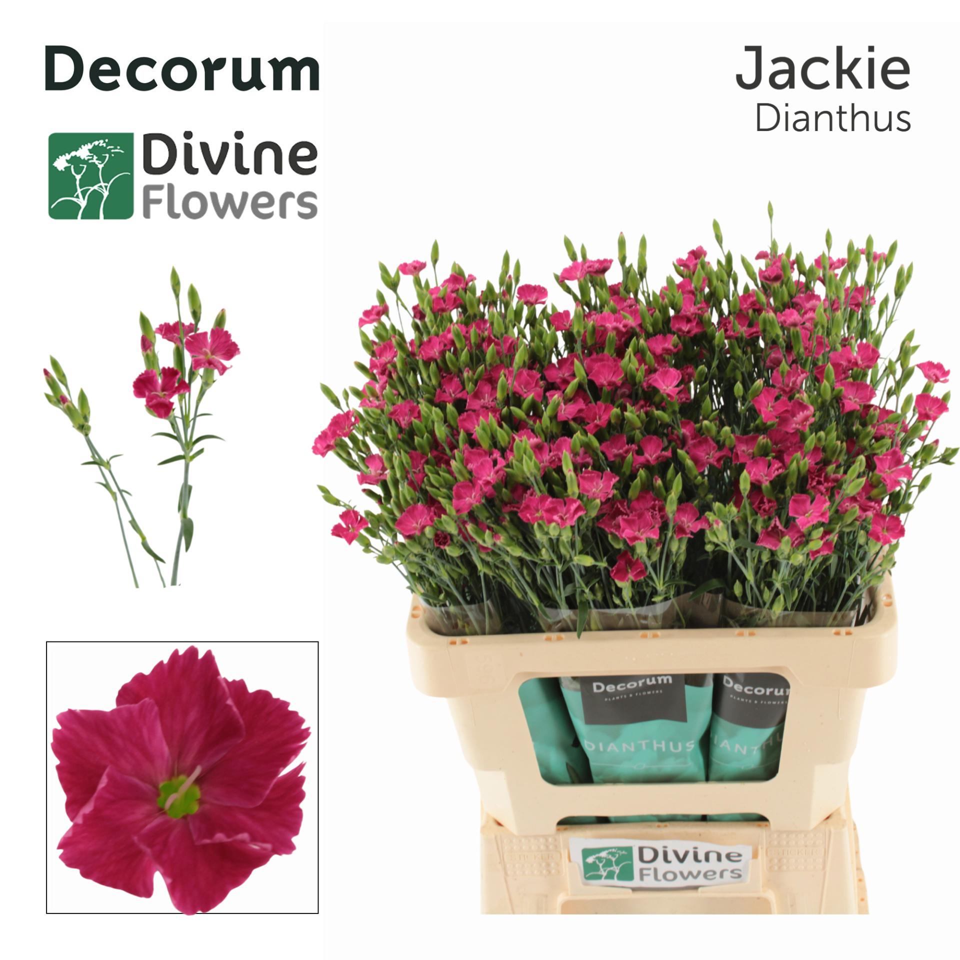 20x Dian.eolo divi jackie 60cm