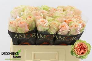 10x Rosa gravity 50cm