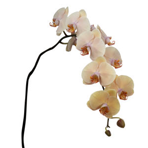 10x Phal.royal peach 80cm