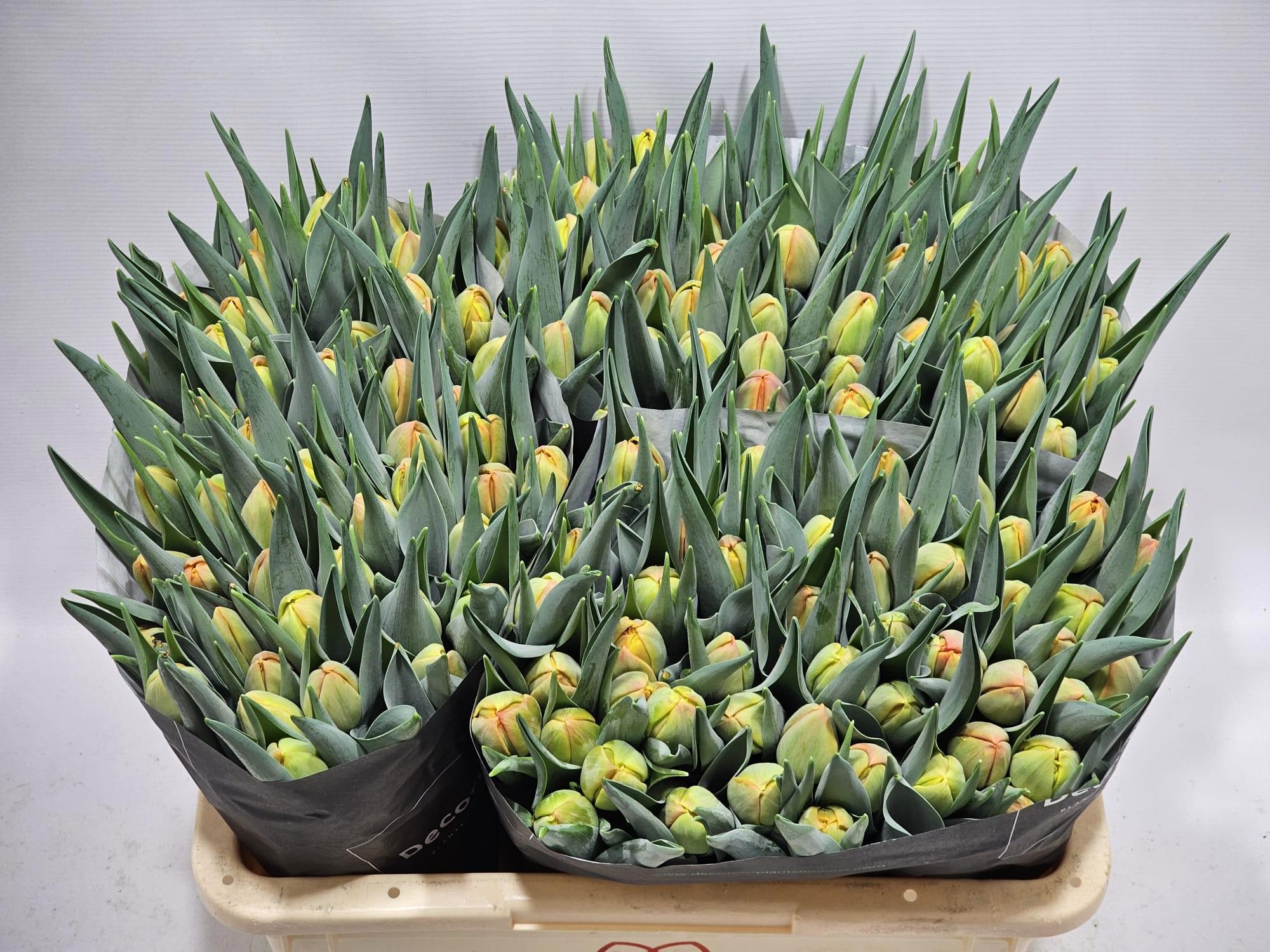 50x Tulipa icoon du 40cm