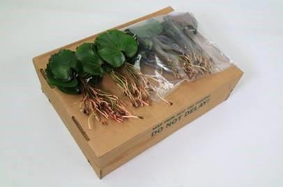 10x Sg galax urceolata s