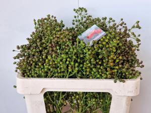10x Rosa autumn flush 50cm