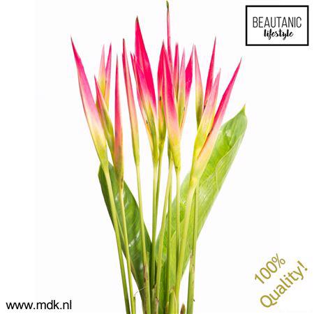 50x Helic.sassy 80cm