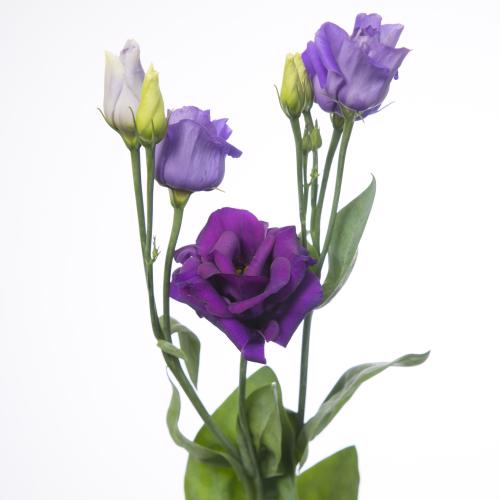 10x Eust.rosita blue du 70cm