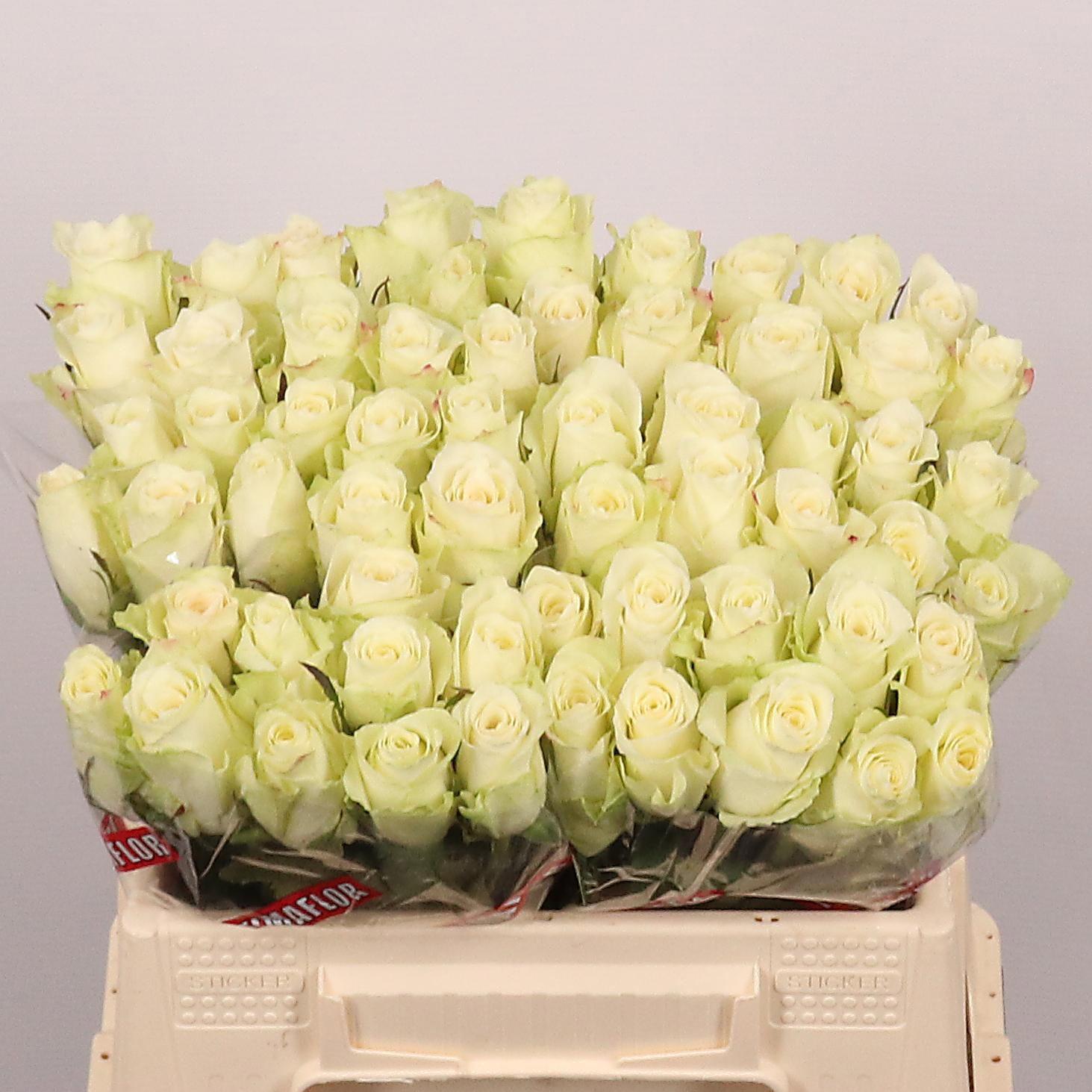 10x Rosa athena 30cm