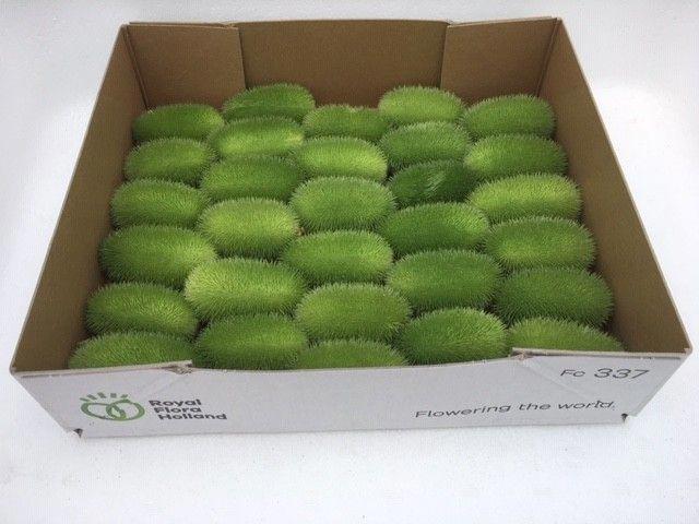 28x Sf cucumis maureen