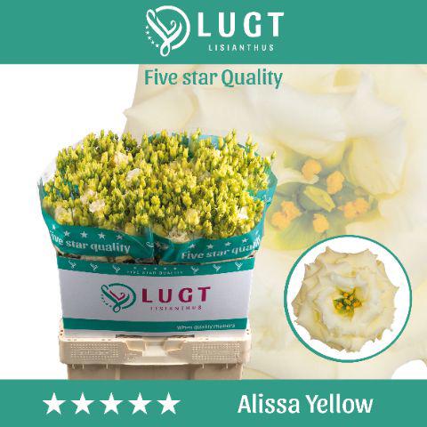 10x Eust.alissa yellow du 70cm