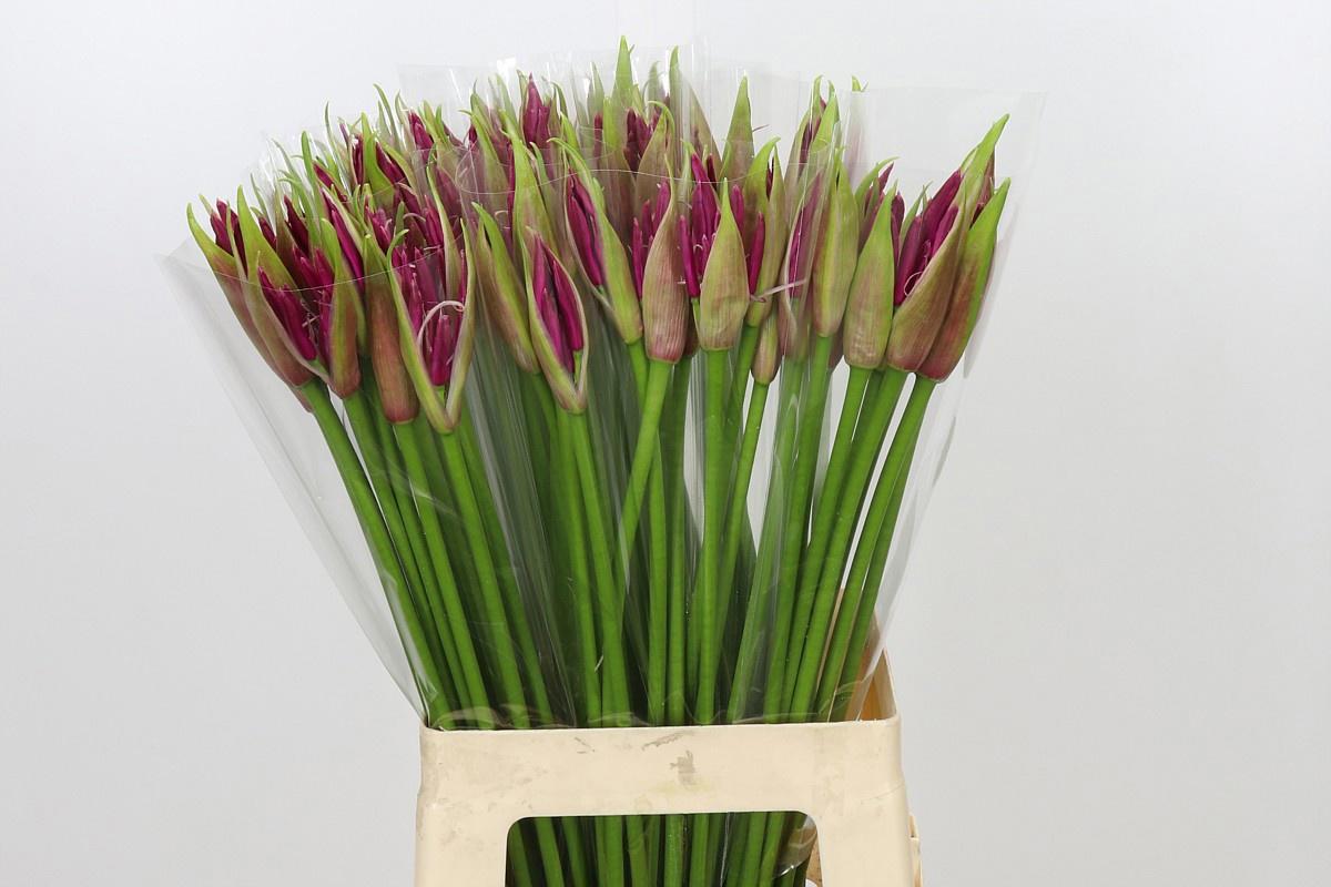 10x Nerine mr. nick 70cm
