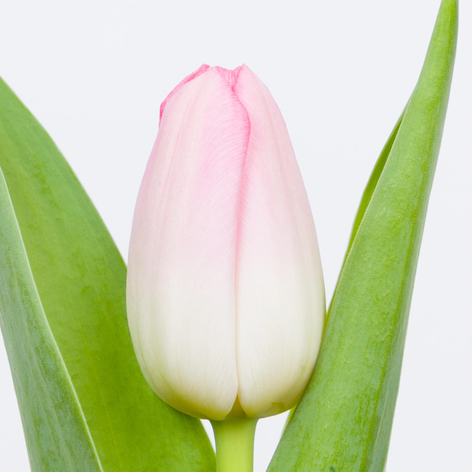 50x Tulipa dynasty en 40cm