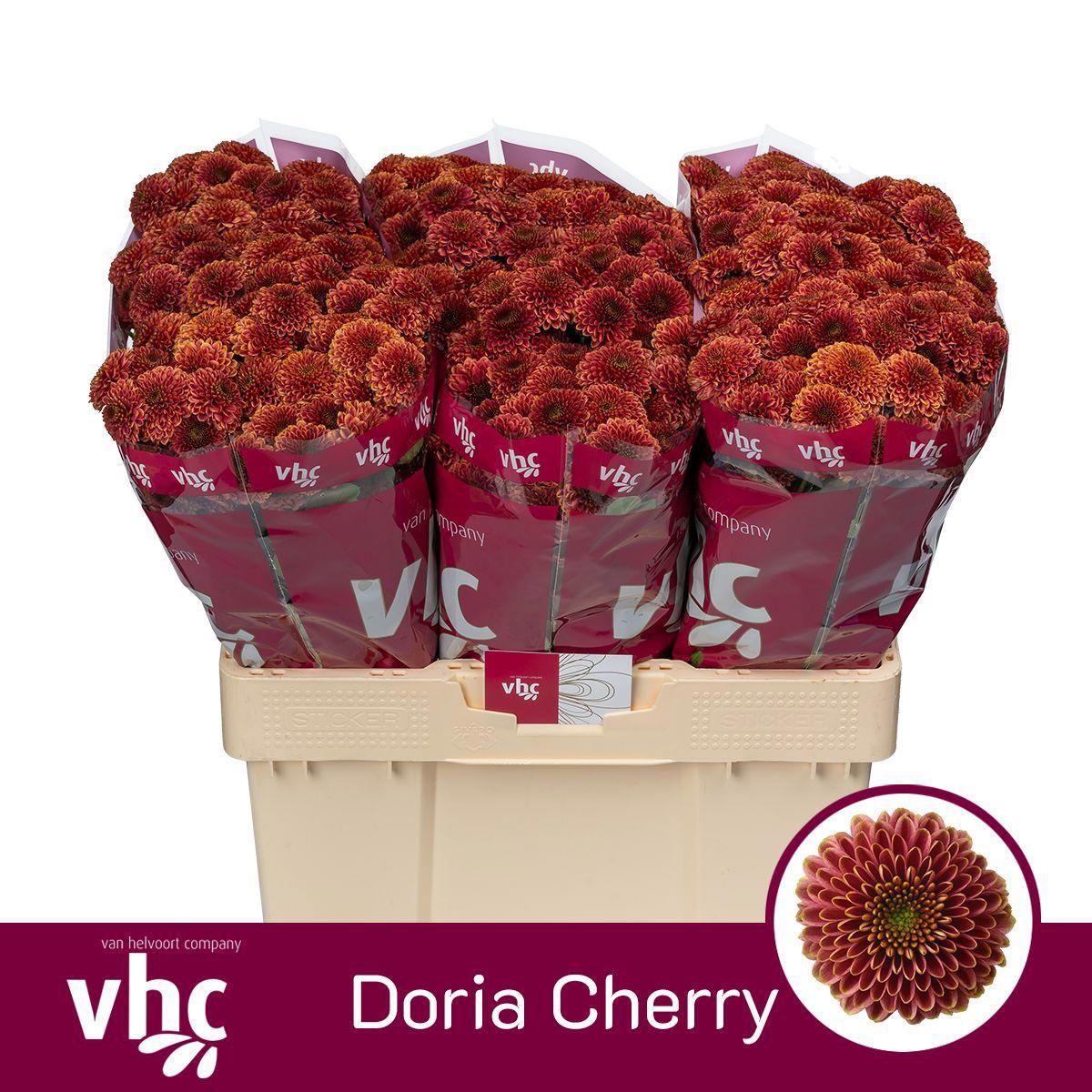 25x Chrysant san.doria cherry 50cm