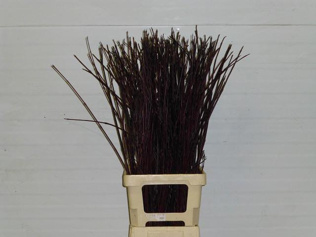 10x Tk cornus sibirica 80cm