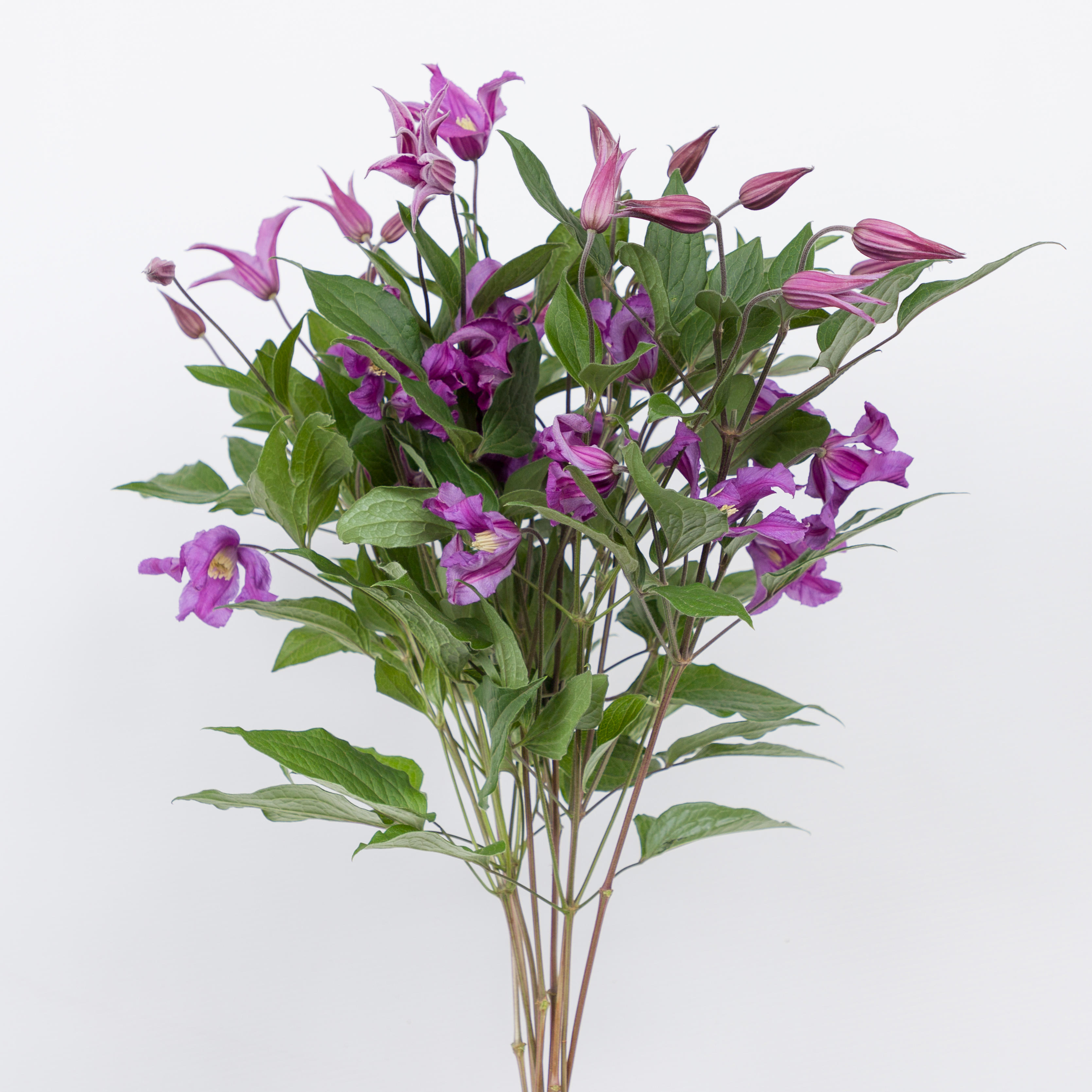 10x Clematis amazing rome 60cm