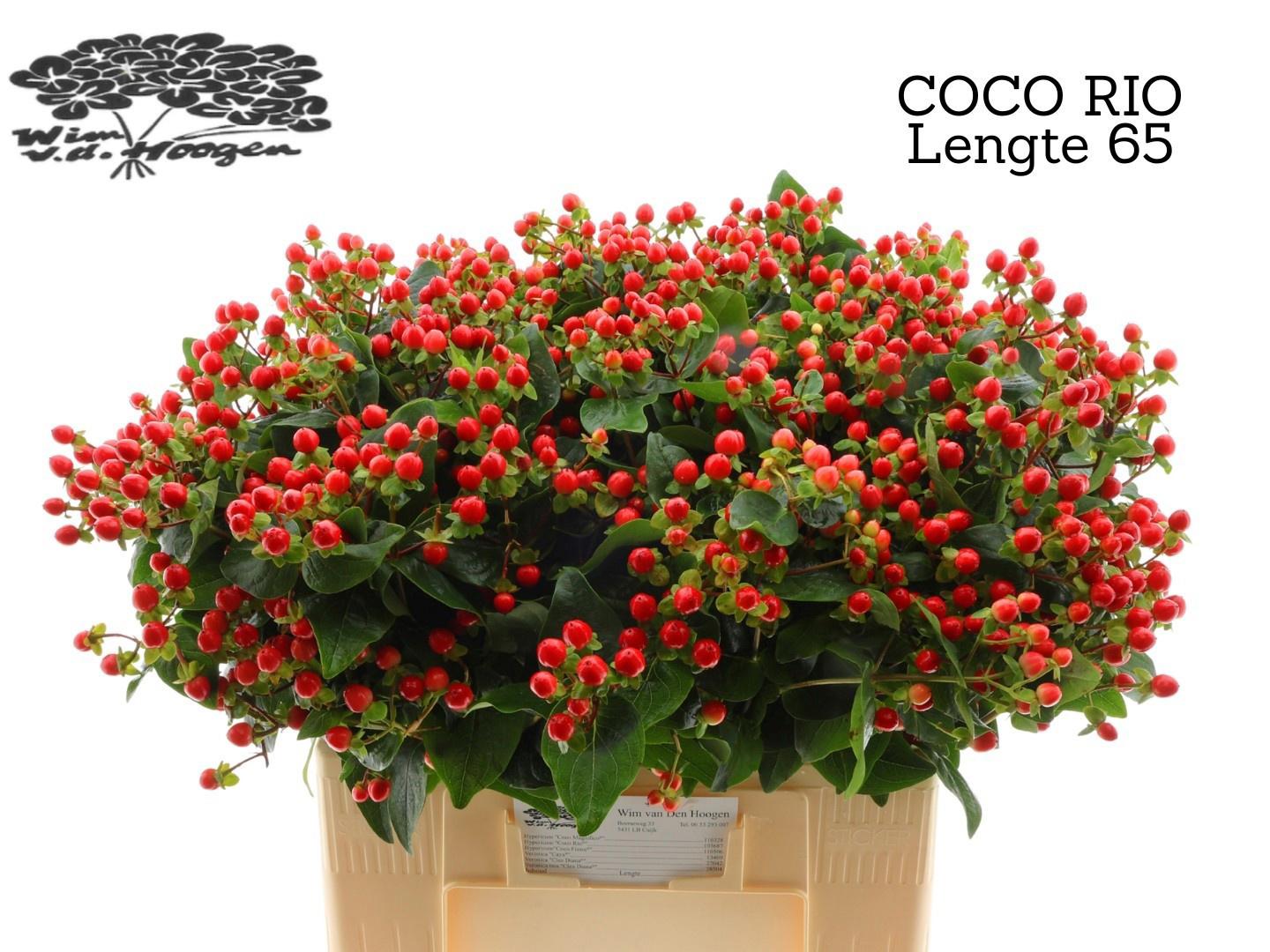 20x Hyper.coco rio 60cm