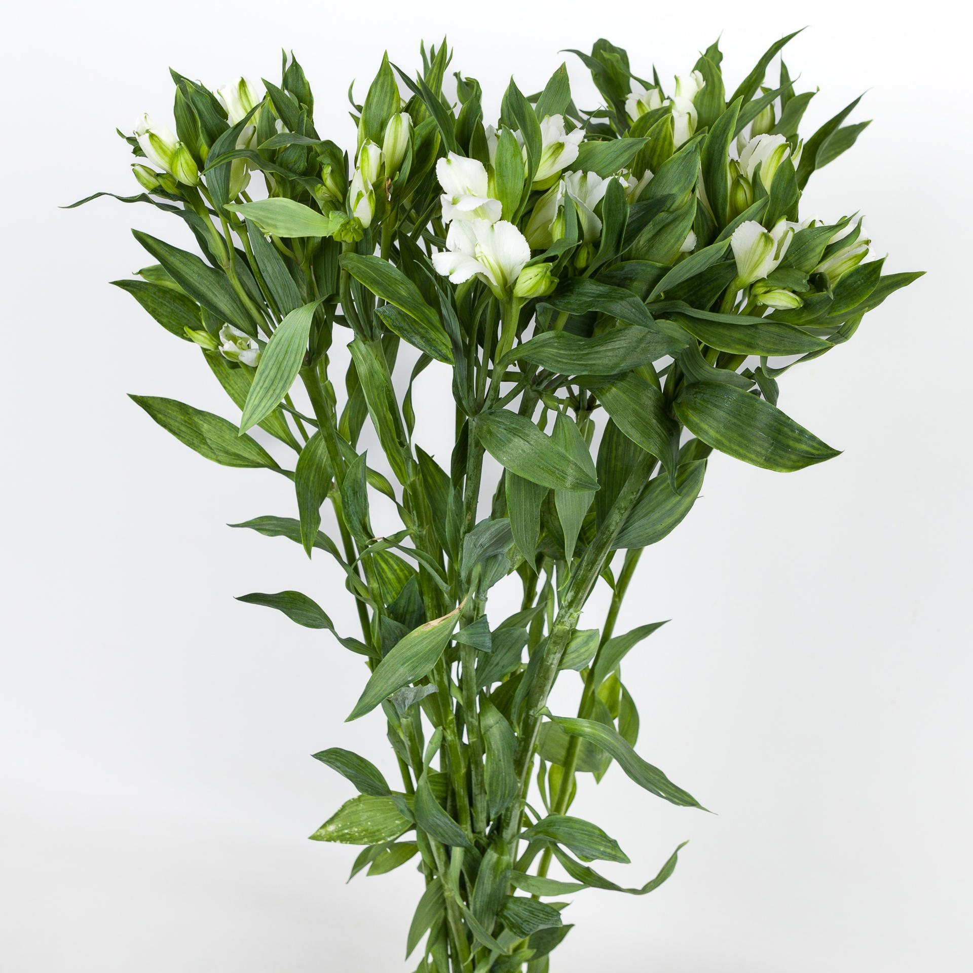 10x Alstroemeria flor.charmelia white 70cm