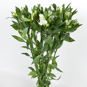 10x Alstroemeria flor.charmelia white 70cm