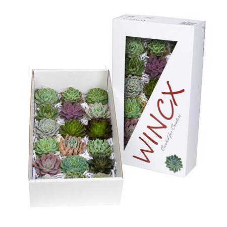 18x Echeveria mix var.wincx