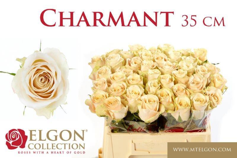 20x Rosa charmant 30cm