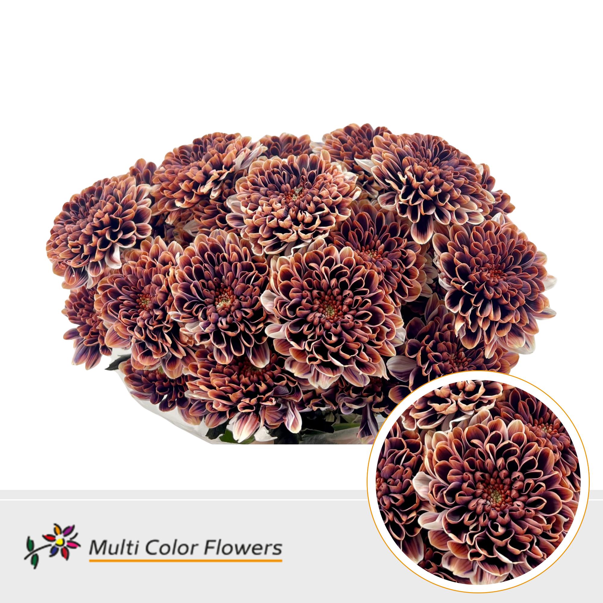 10x Chrysant overig 60cm