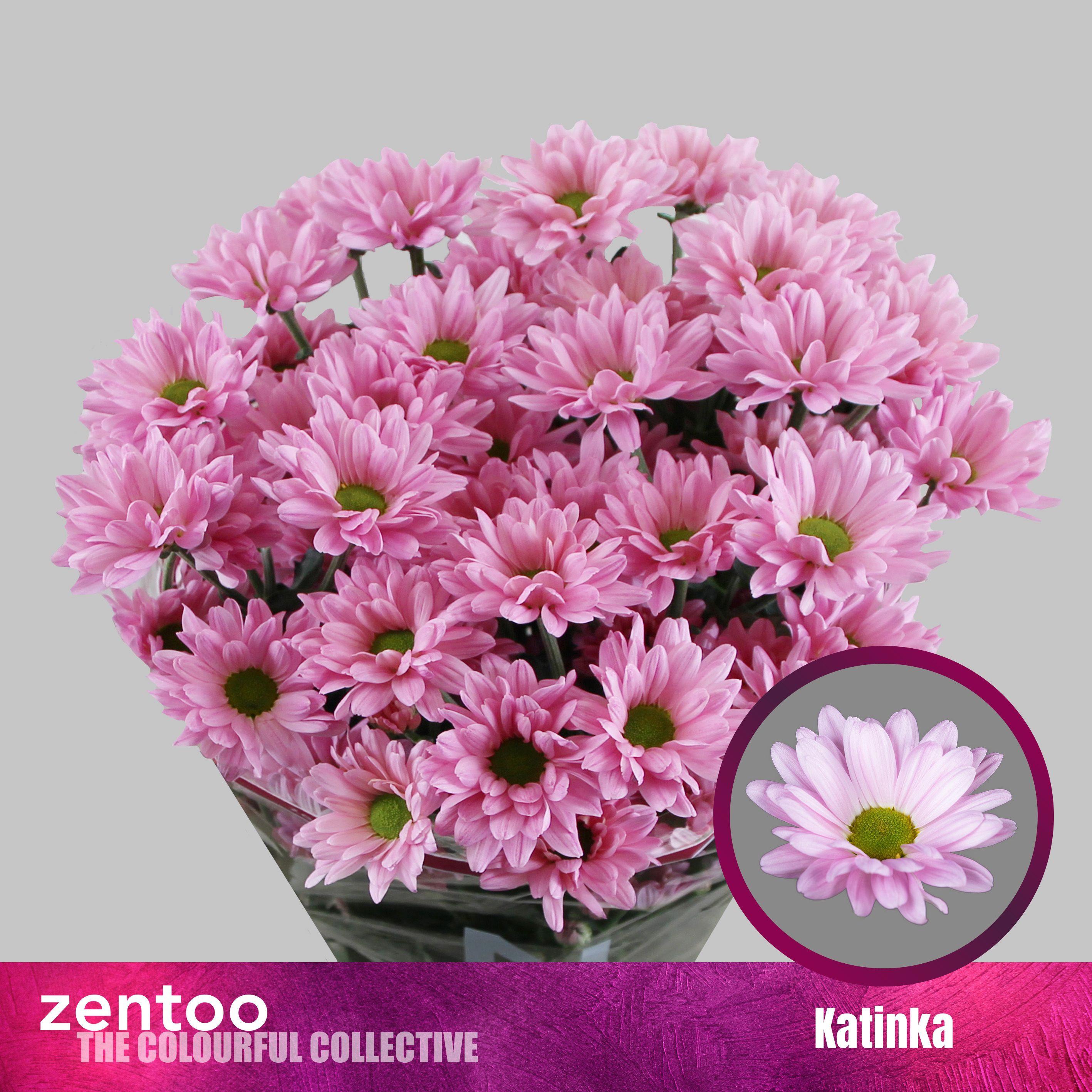10x Chrysant katinka 70cm