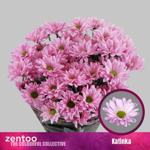 10x Chrysant katinka 70cm