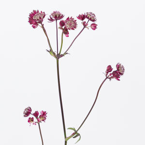 25x Astrantia star of love 60cm