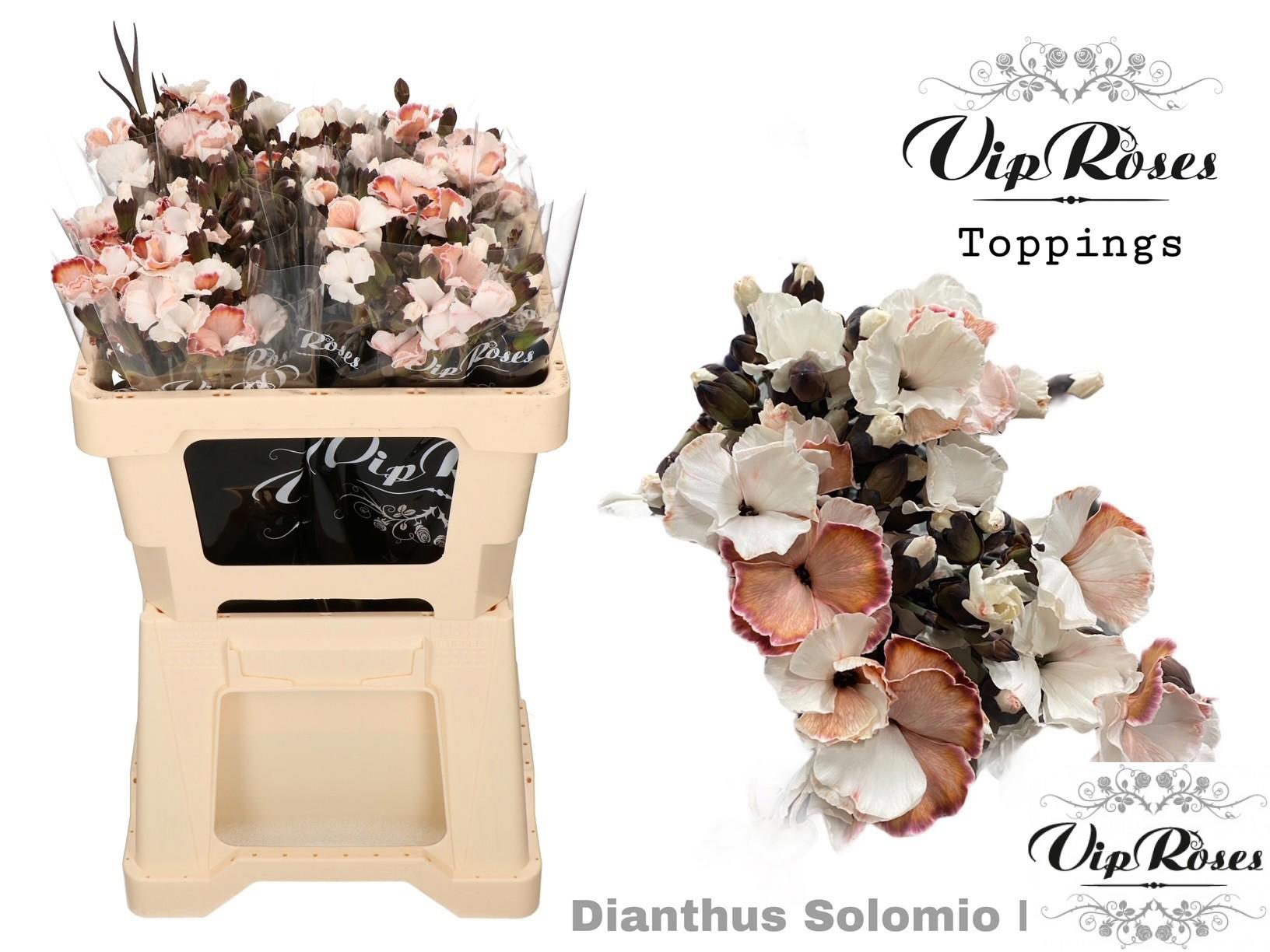 20x Dian.tr. solomio brownies 50cm