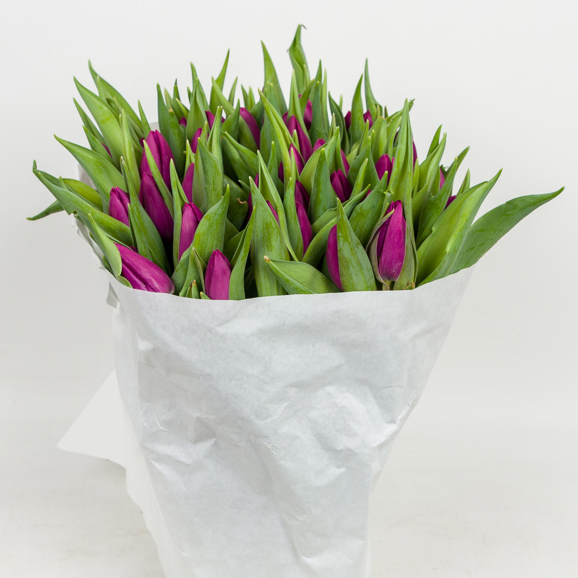 50x Tulipa purple prince en 30cm