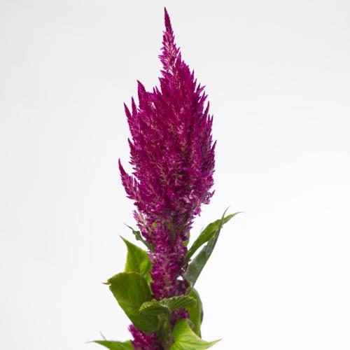 20x Cel.pl.sunday purple 80cm