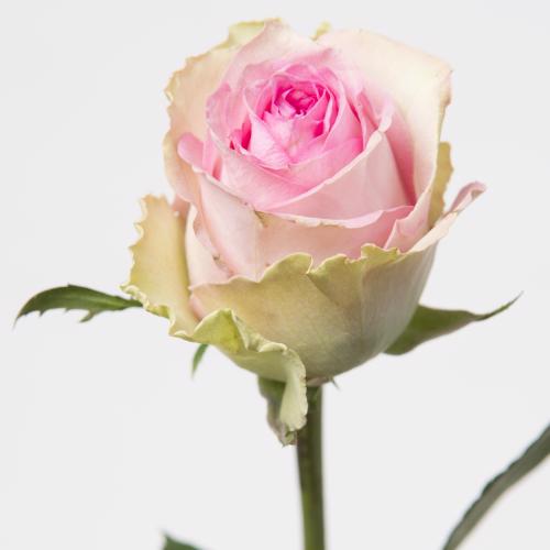 10x Rosa brigitte bardot 50cm