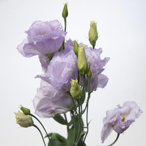 10x Eust.stracciatella lavender en 70cm