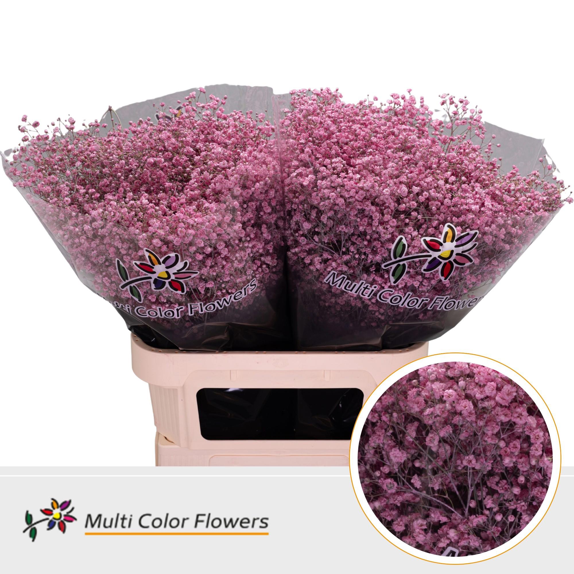 25x Gipskruid xlence roze 80cm