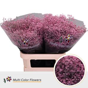 25x Gipskruid xlence roze 80cm