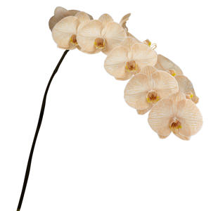 10x Phal. caramel 80cm