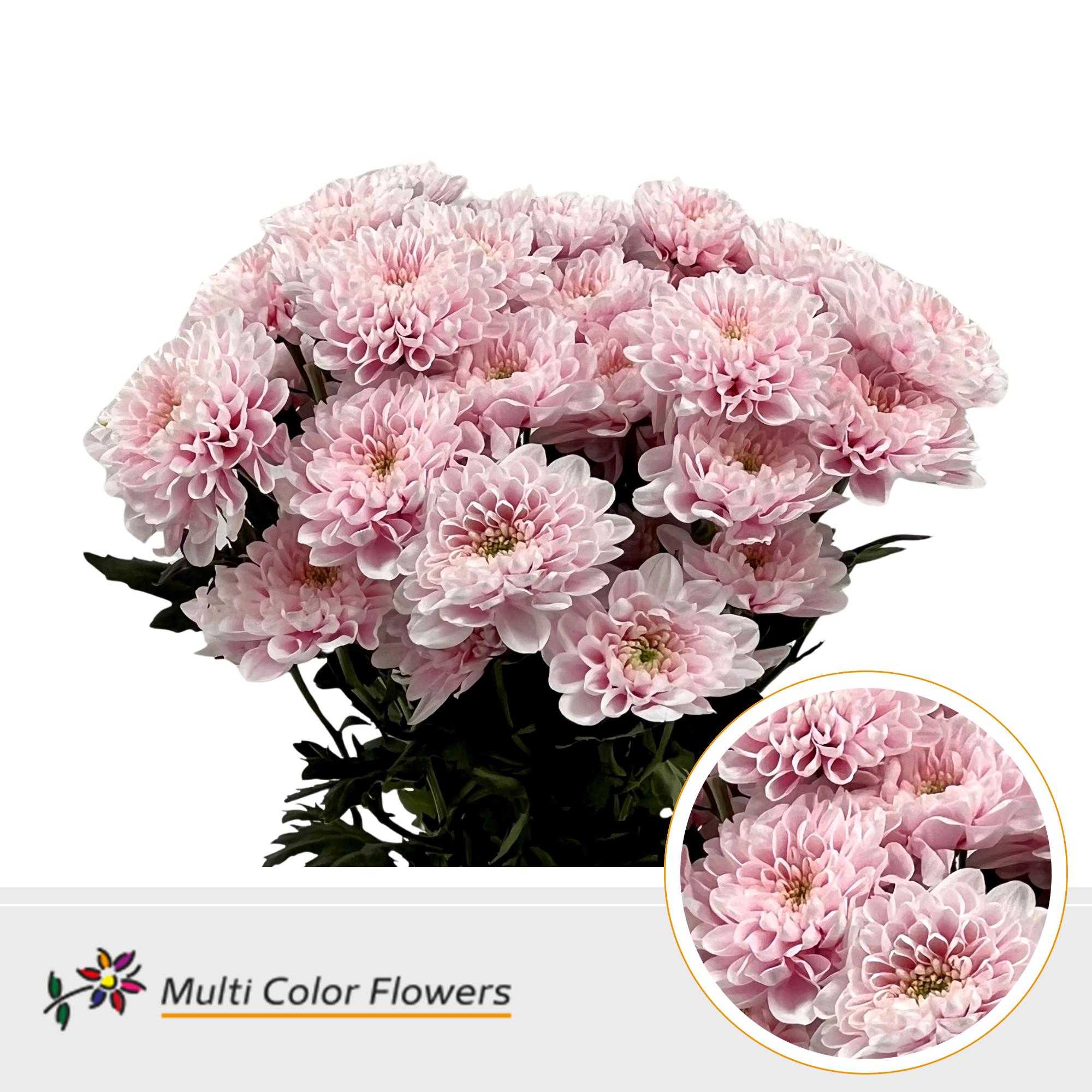 10x Chrysant overig 60cm