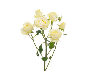 24x Rosa gard.creamy eden 50cm
