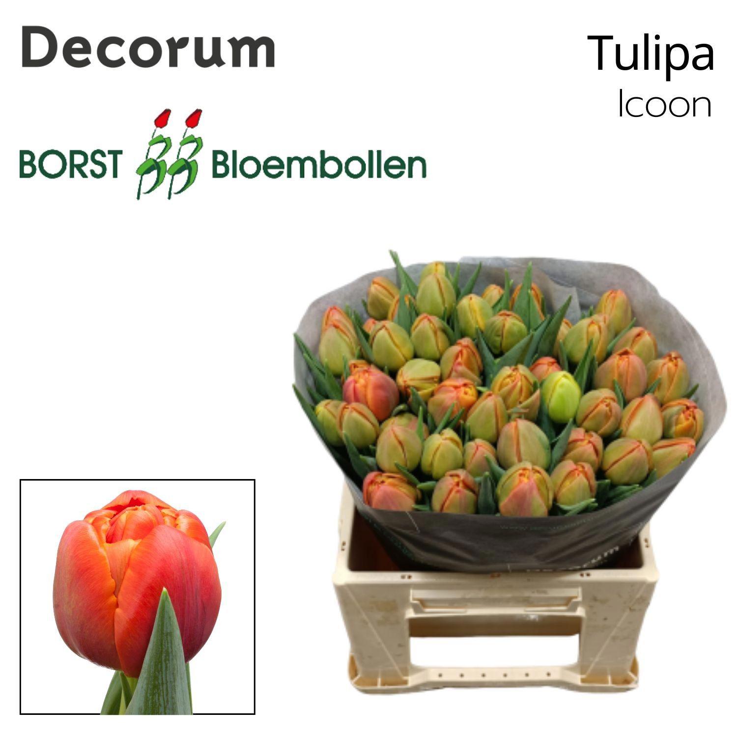 50x Tulipa icoon du 40cm