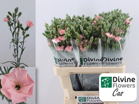 20x Dian.tr.solomio cas 60cm