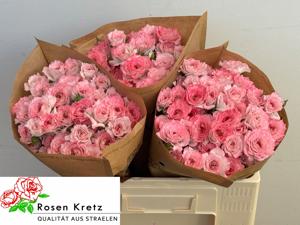 10x Rosa résidence! 50cm