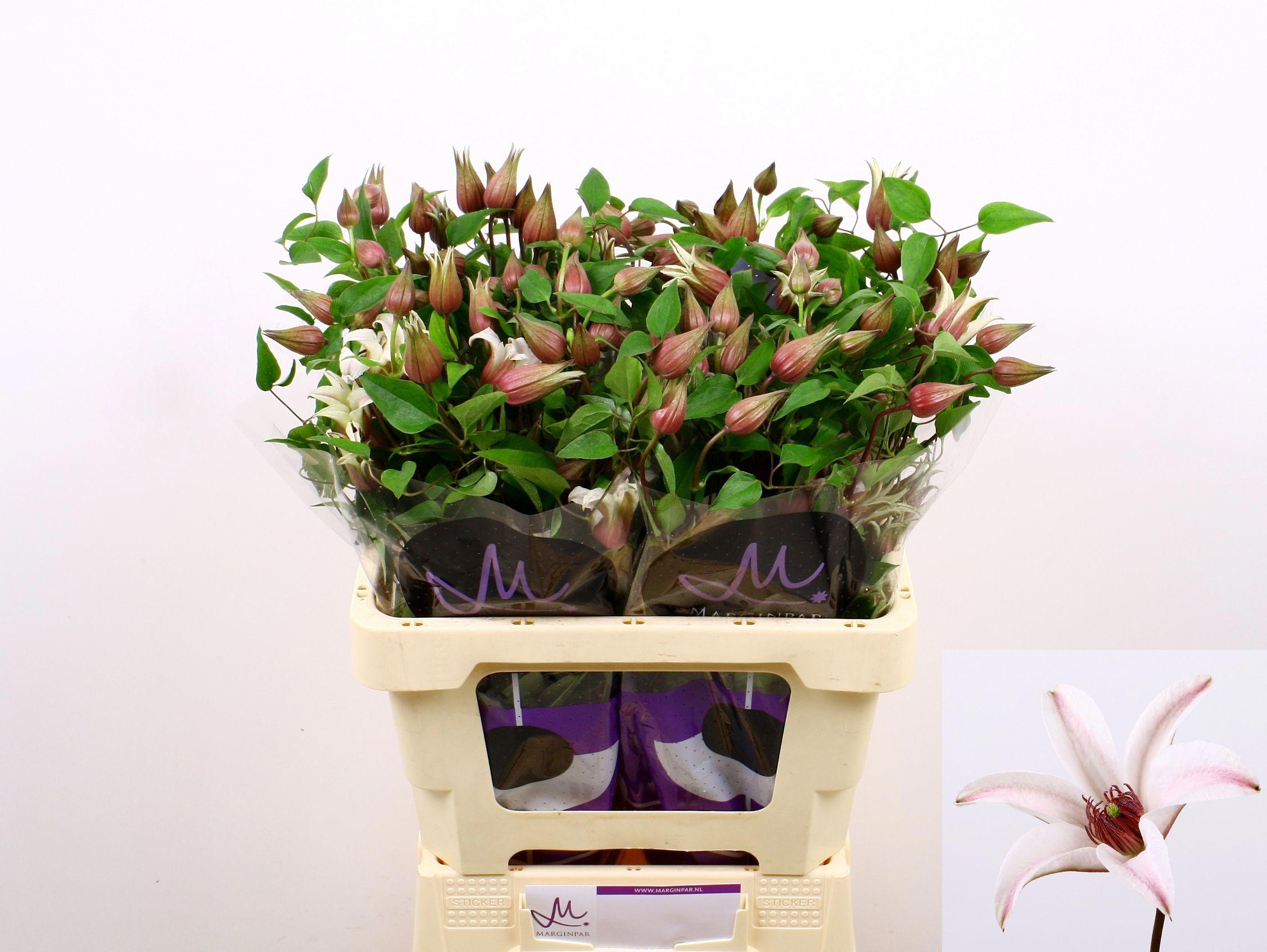 10x Clematis amazing sevilla 60cm