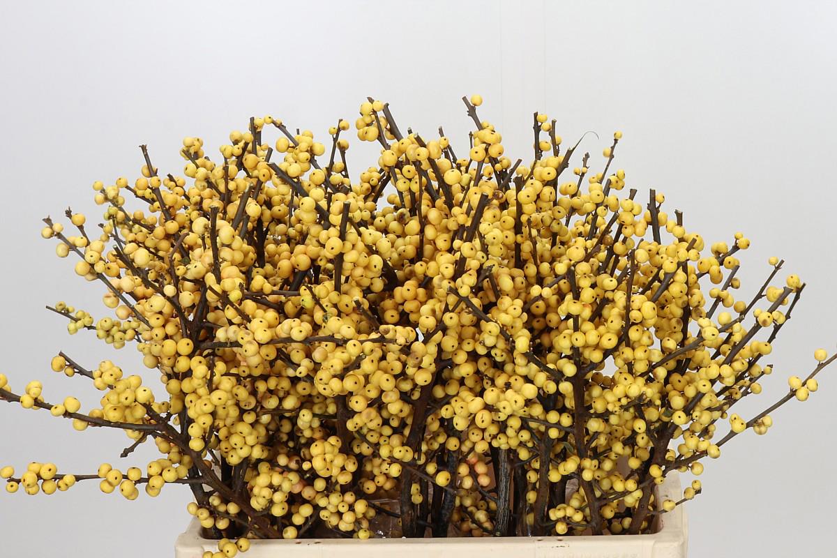5x Ilex citronella 60cm