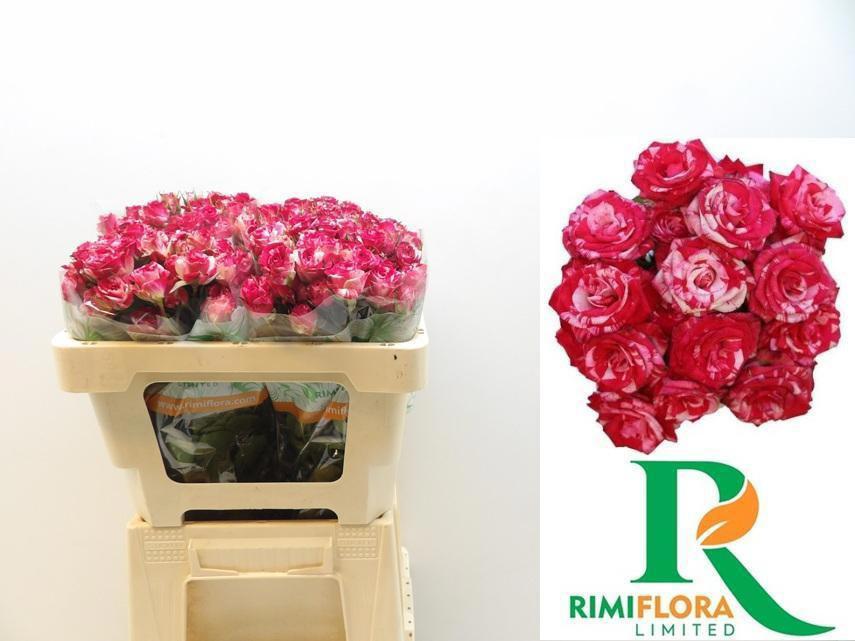 10x Rosa tr. fireworks 50cm