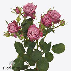 10x Rosa purple queen 70cm