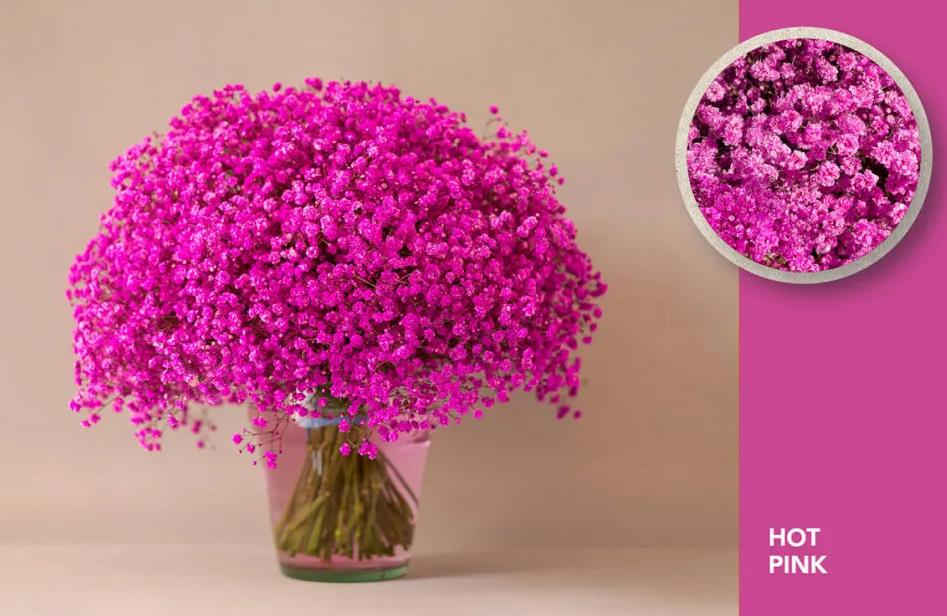 25x Gipskruid xlence hot pink 70cm